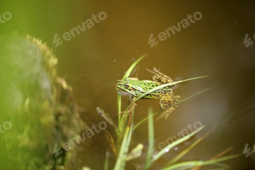 Preview: Summer Nature Detail - Close Up Of A Green Black Spotted Frog In A Water Pond With Brown Rock And