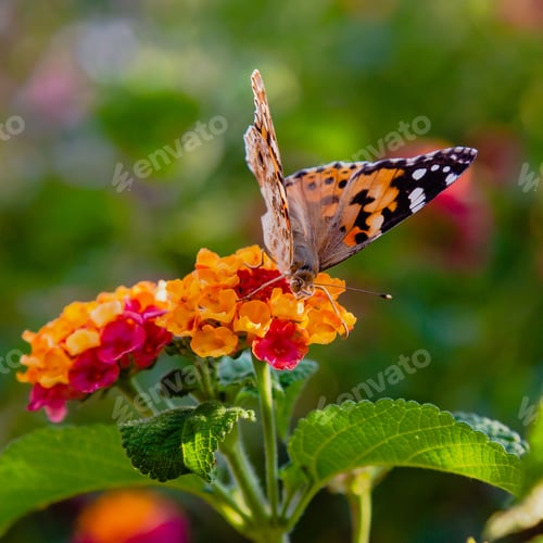 Preview: A Beautiful Butterfly On The Flowers Of A Tropical Plant Lantana Camara. Bright Summer Floral