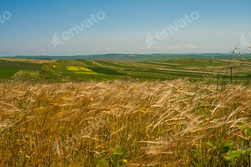 Preview: Landscape With Wheat Field And Blue Flowers In The Wind