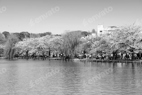 Preview: Tokyo, Japan - Cherry Blossoms (Sakura) At Famous Ueno Park. Black And White Vintage Style.