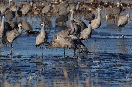 Preview: Sandhill Crane Bosque Del Apache Wildlife Reserve New Mexico Usa