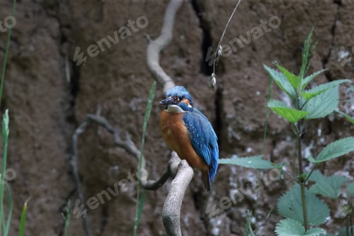 Preview: Common Kingfisher (Alcedo Atthis), Eurasian Kingfisher