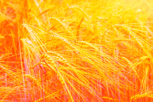 Vista previa: Blurred Background. Field. Spikelets Of Wheat On A Background Summer Landscape