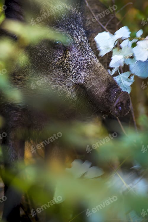 Preview: Portrait Of Wild Boar. Nature Background. Animal. Boar. Sus Scrofa.