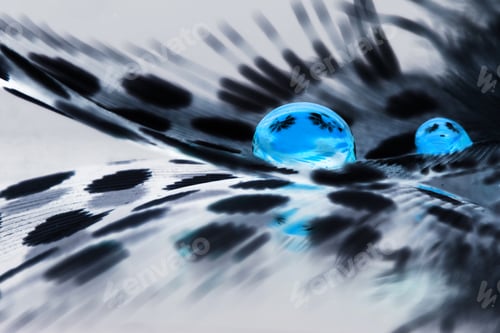 Preview: Guinea Hen Feather With Blue Water Drops And Grey Background