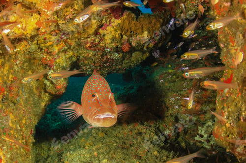 Preview: Coral Grouper Fish