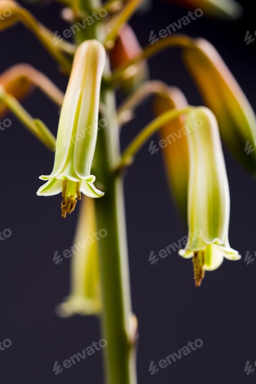 Preview: Aloe Vera Flower With Details And Dark Background