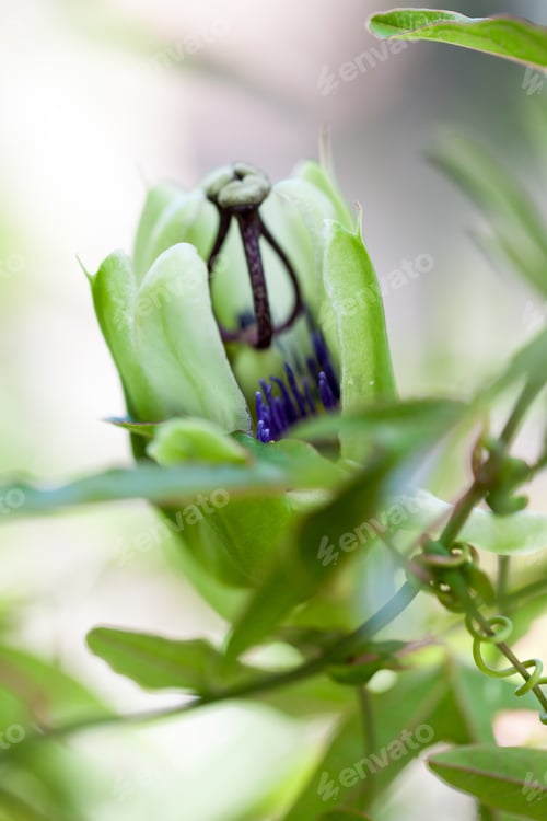 Preview: Passion Flower (Passiflora Incarnata) With Details