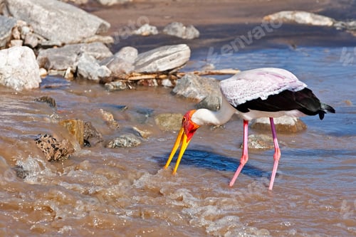 Preview: A Yellow Billed Stork Standing In The River, Tarangire National Park, Tanzania