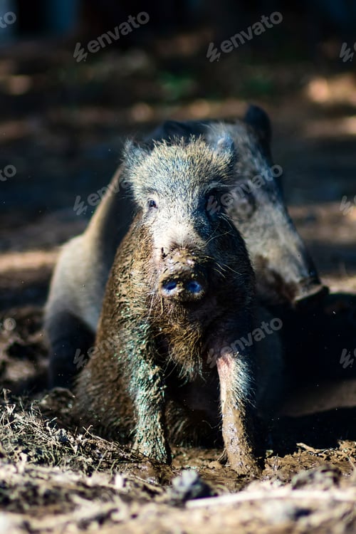 Preview: Wild Boar. Forest Background.