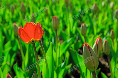 Preview: The Buds Of Red Tulips In Spring Garden. Blossoming Tulips