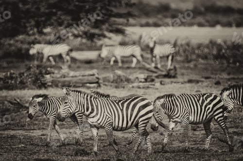 Preview: Zebras In The Lake Manyara National Park, Tanzania