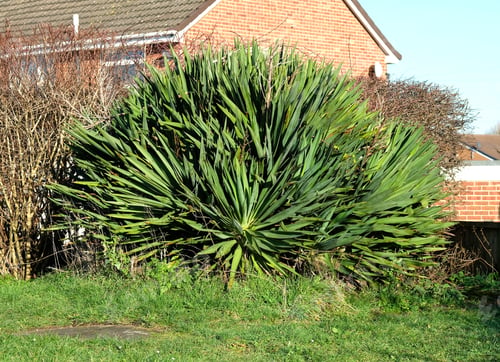 Preview: Large Spiky Garden Bush Plant