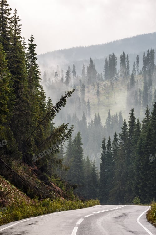 Preview: Landscape With Road Going Into Mountains Covered In Pine Trees In A Rainy Day