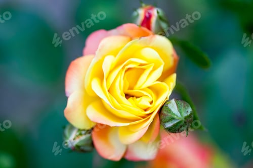 Preview: Colorful, Beautiful, Delicate Rose Petals And Details