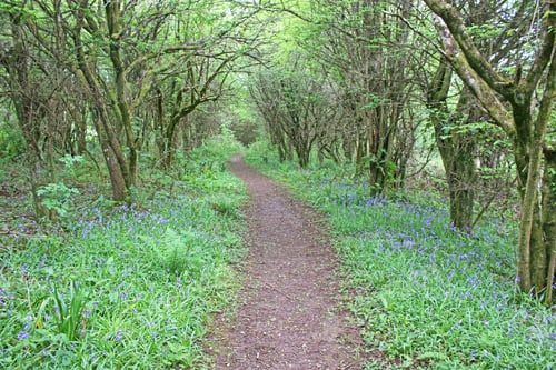 Preview: Path Through Bluebells In A Wood