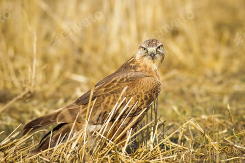 Preview: Wild Bird Buzzard And Dry Grass Long-Legged Buzzard / Buteo Rufinus