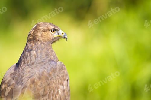 Preview: Bird Of Prey. Buzzard Portrait. Green Nature Background. Bird: Long Legged Buzzard. Buteo Rufinus.