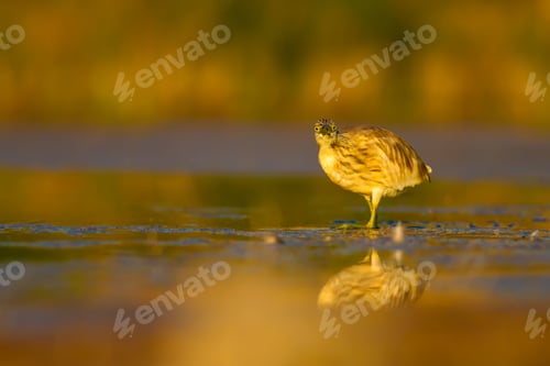Striking Heron Standing in Shallow Water Landscape