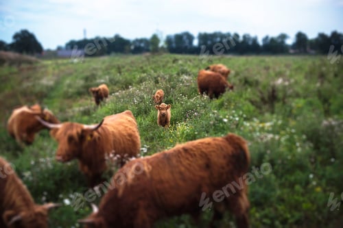 Preview: Highland Calf Between Herd Of Cows In Field.
