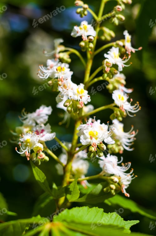 Preview: Flowering Branches Of Chestnut Castanea Sativa Tree, And Bright Blue Sky