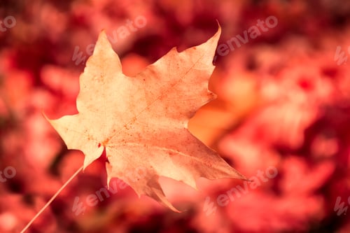 Preview: Autumn Landscape With Bright Colorful Leaves. Indian Summer. Nature