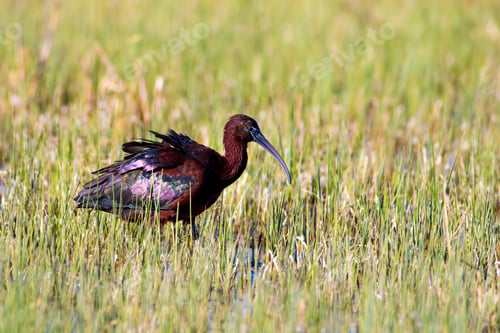 Preview: Bird Glossy Ibis. Green Nature Background. Bird: Glossy Ibis. Plegadis Falcinellus.