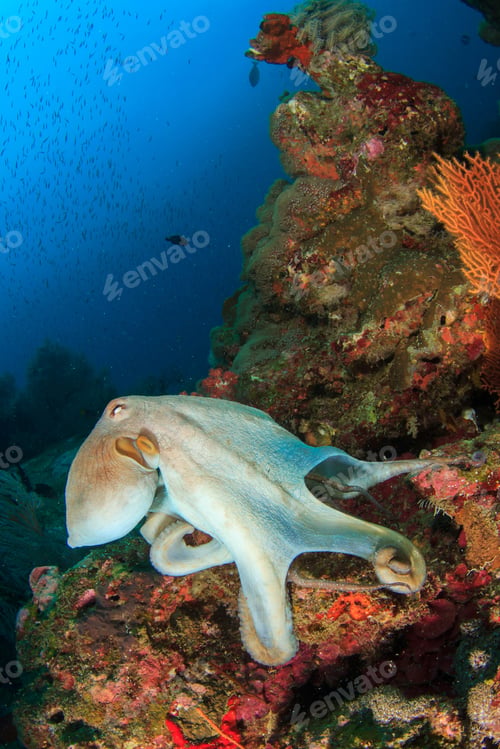 Preview: Octopus