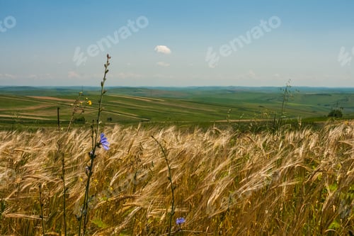 Preview: Rural Landscape With White And Grey Clouds And Wheat Field