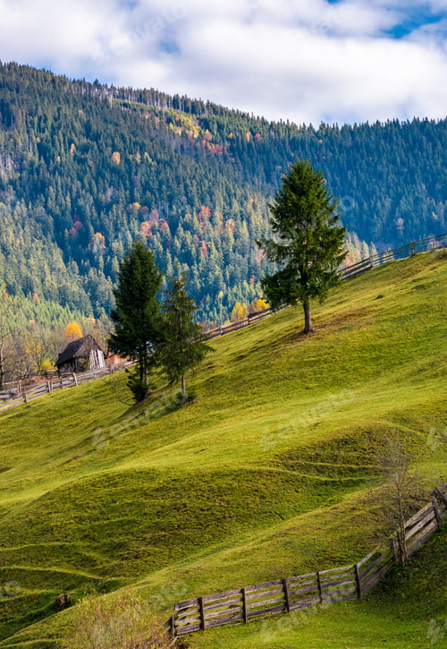 Preview: Conifer Tress On Grassy Hillside In Autumn. Beautiful Rural Scenery In Mountains