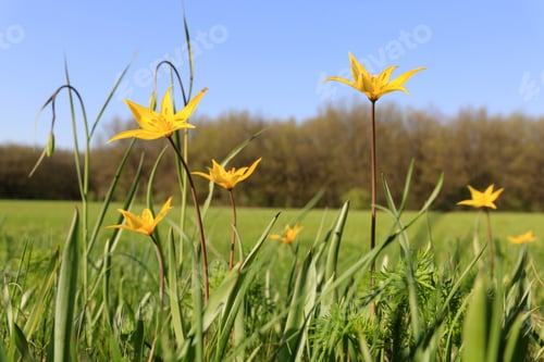 Preview: Wild Yellow Tulips On Spring Meadow