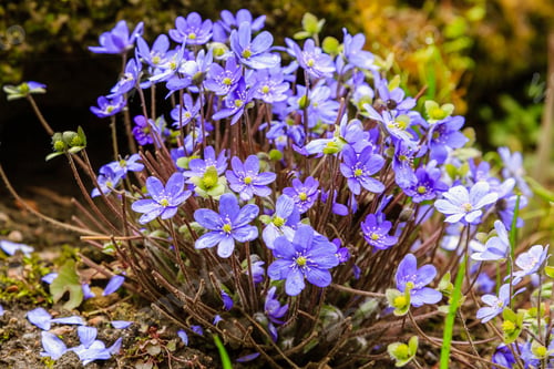 Preview: Early-Flowering Bulbous Plants Hepatica With Beautiful Blue Flowers. A Beautiful Spring Flower