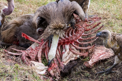 Preview: Vultures Feed On Wildebeest Carcass In The Maasai Mara National Park, Kenya, East-Africa