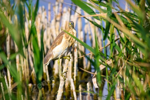 Preview: Heron And Habitat. Lake Reeds Background. Camouflage Animal. Bird: Common Squacco Heron. Ardeola