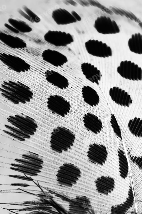 Preview: Guinea Hen Feather With Light Grey Background