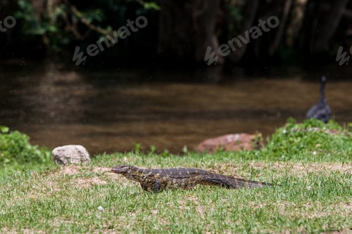 Preview: Monitor Lizard On Ngamba Island, Lake Victoria, Uganda