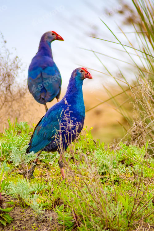 Preview: Blue Bird. Purple Swamphen. Nature Background.