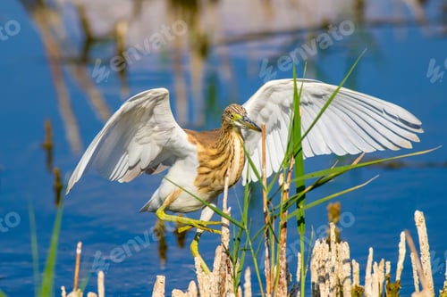 Preview: Heron And Habitat. Lake Reeds Background. Camouflage Animal. Bird: Common Squacco Heron. Ardeola