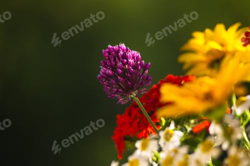 Preview: A Bouquet Of Bright Spring Flowers Of Various Types