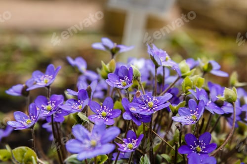 Preview: Early-Flowering Bulbous Plants Hepatica With Beautiful Blue Flowers. A Beautiful Spring Flower
