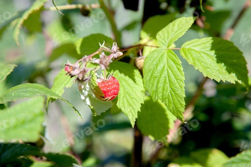 Preview: Lots Of Red Ripe Raspberries On Bush. Close Up Of Fresh Organic Berries With Green Leaves On