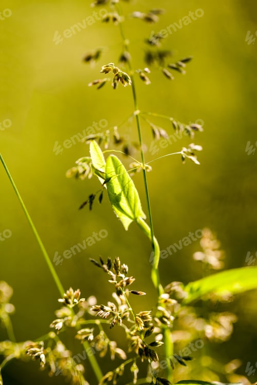 Preview: Green Plants Isolated On Natural Background With Beautiful Bokeh And Contour Light