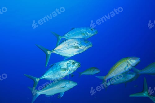 Preview: Yellow-Dotted Trevallies, Snapppers And Goatfish Hunting Over Seagrass