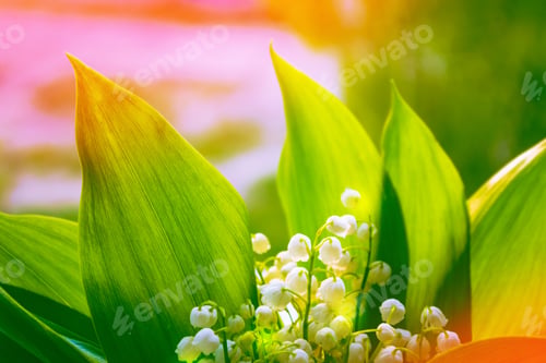 Preview: Spring Landscape. Flowers Lily Of The Valley