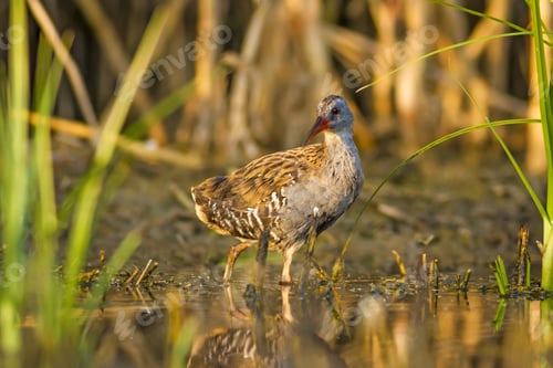 Preview: Nature And Bird. Colorful Nature Habitat Background. Bird: Water Rail. Rallus Aquaticus.