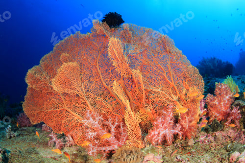 Preview: Coral Reef Fish Underwater