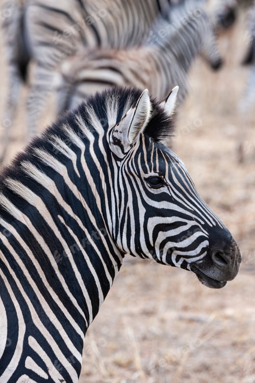 Zebras In The Kruger National Park, South Africa