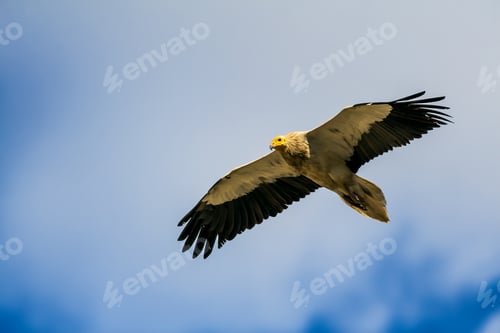 Preview: Flying Vulture. Blue Sky Background. Bird: Egyptian Vulture.