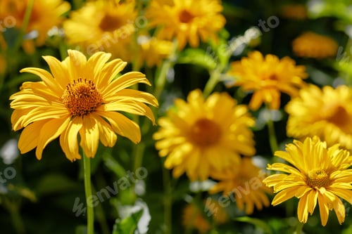 Preview: Yellow Daisies On The Flower Bed. Genus Of Herbaceous Annuals And Perennials Heliopsis (Heliopsis).