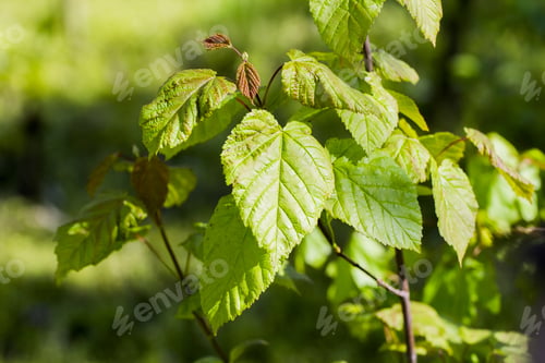 Preview: Branches With Green Leaves On Natural Background